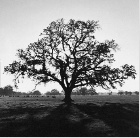 Oaktree, Sunrise, Northern California