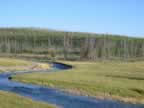 The Gibbon River in Yellowstone National Park (85,481 bytes)