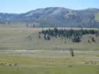 Lamar River in Yellowstone National Park (192,536 bytes)