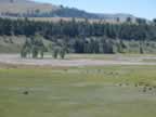 Buffalo graze in the Lamar Valley in Yellowstone National Park (90,479 bytes)