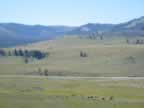Buffalo in the Lamar Valley (147,727 bytes)