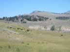Buffalo along the Lamar River (86,712 bytes)