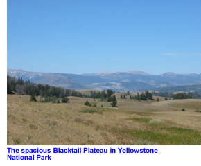 Blacktail Plateau in Yellowstone National Park