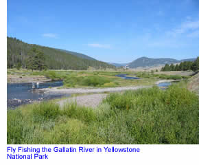 Fly Fishing the Gallatin River in Yellowstone National Park
