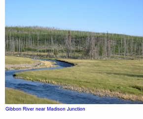 Gibbon River in Yellowstone National Park