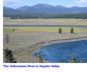 Yellowstone River in the Hayden Valley
