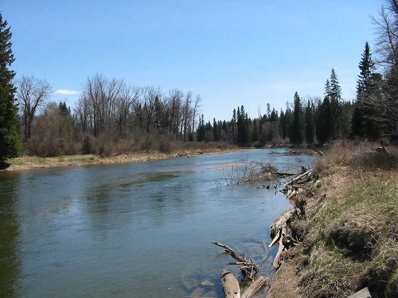 Logjams and gravelbars are common in the Swan River