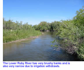 Lower Ruby River