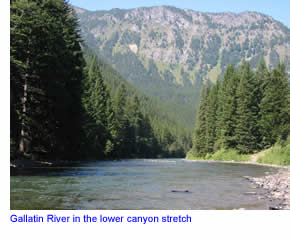 Gallatin River in the canyon